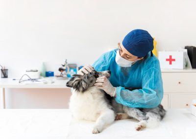 Tour For Pet Dentistry